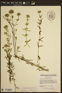 Pycnanthemum flexuosum image