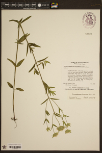 Pycnanthemum flexuosum image