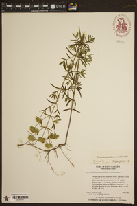 Pycnanthemum flexuosum image
