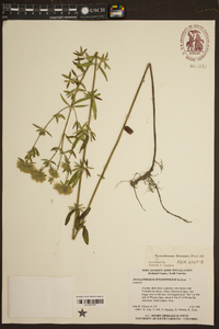 Pycnanthemum flexuosum image