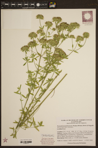 Pycnanthemum flexuosum image