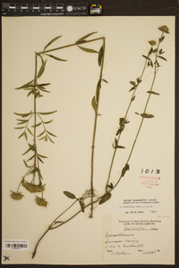 Pycnanthemum flexuosum image