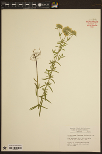 Pycnanthemum flexuosum image