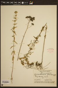 Pycnanthemum flexuosum image