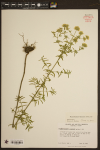 Pycnanthemum flexuosum image