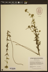 Pycnanthemum flexuosum image