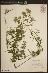 Pycnanthemum flexuosum image