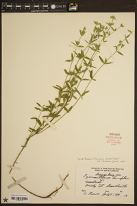 Pycnanthemum flexuosum image