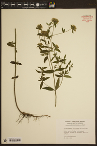 Pycnanthemum flexuosum image