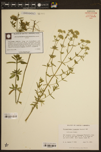 Pycnanthemum flexuosum image