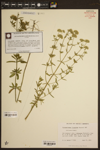 Pycnanthemum flexuosum image