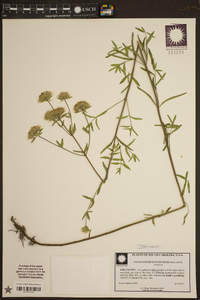 Pycnanthemum flexuosum image