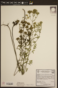 Pycnanthemum flexuosum image