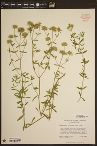 Pycnanthemum flexuosum image