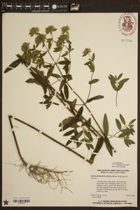 Pycnanthemum flexuosum image