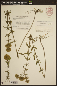 Pycnanthemum flexuosum image