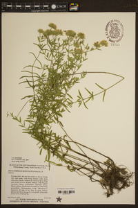 Pycnanthemum flexuosum image