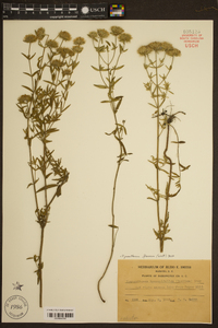 Pycnanthemum flexuosum image