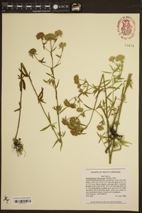 Pycnanthemum flexuosum image