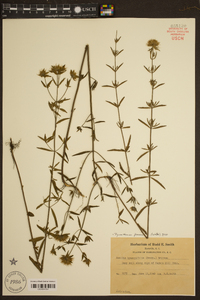 Pycnanthemum flexuosum image