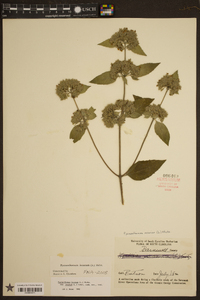 Pycnanthemum incanum image