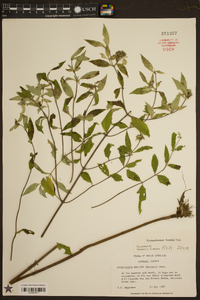 Pycnanthemum pycnanthemoides image