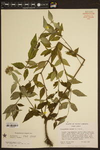 Pycnanthemum pycnanthemoides image