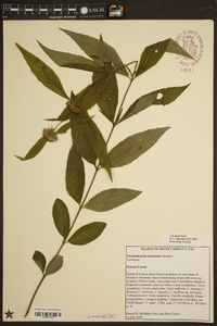 Pycnanthemum montanum image