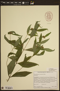 Pycnanthemum montanum image