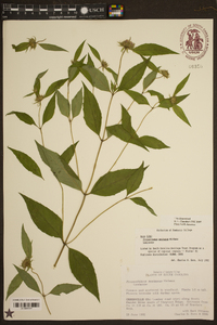 Pycnanthemum montanum image