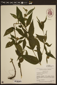 Pycnanthemum montanum image