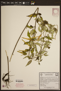 Pycnanthemum pycnanthemoides image