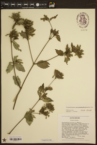 Pycnanthemum pycnanthemoides image