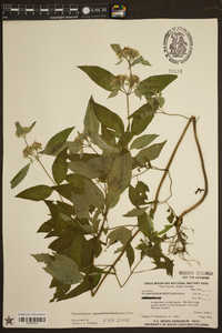 Pycnanthemum pycnanthemoides image