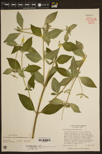 Pycnanthemum pycnanthemoides image