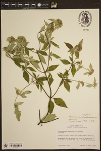 Pycnanthemum pycnanthemoides image