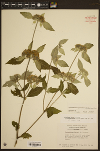 Pycnanthemum pycnanthemoides image