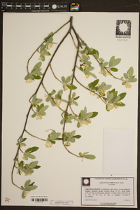 Elaeagnus umbellata image