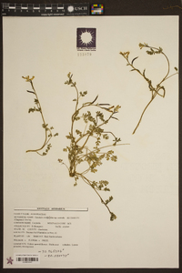 Corydalis micrantha image