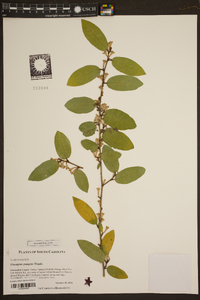 Elaeagnus pungens image