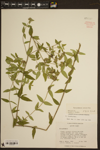 Pycnanthemum setosum image