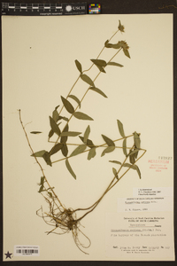 Pycnanthemum setosum image