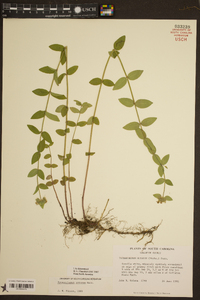 Pycnanthemum setosum image