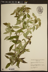 Pycnanthemum albescens image