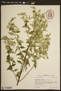 Pycnanthemum albescens image