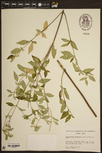 Pycnanthemum albescens image