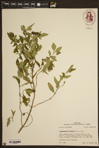 Pycnanthemum albescens image