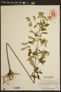 Pycnanthemum albescens image