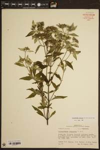 Pycnanthemum albescens image