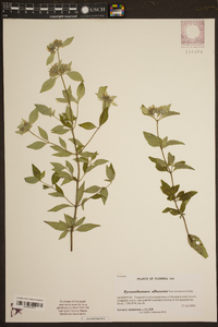 Pycnanthemum albescens image